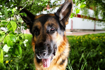 Dog German Shepherd in a park near branch of blossoming apple tree