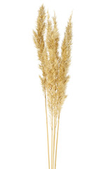 Spikelets on white background. Bulrush on white background. © domnitsky