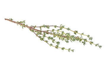 Thyme twig on a white background