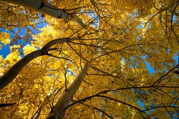 Looking up at a poplar tree in fall with bright backlit yellow leaves