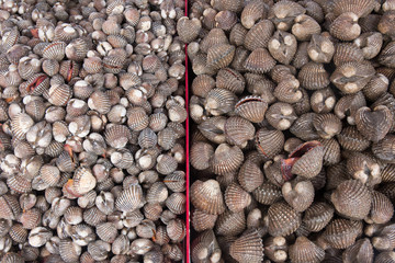Seafood. Shellfish