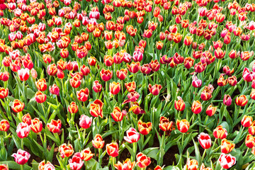 tulips field