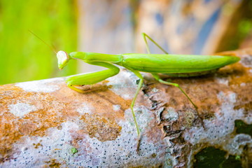 Green Praying Mantis
