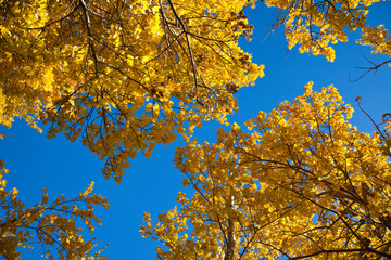 Looking up at a poplar tree in fall with bright backlit yellow leaves