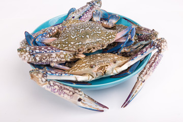 Raw chesapeake blue crab, Blue crab, Blue swimmer crab Or Blue manna crab on white background
