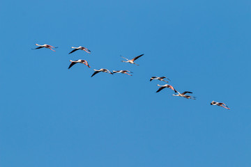 Flamingo birds crossing the sky from side to side. The birds fly in formation. Their wings are black pink and white. The guild the air on their migration to Africa or Europe.