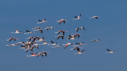 Flamingo birds crossing the sky from side to side. The birds fly in formation. Their wings are black pink and white. The guild the air on their migration to Africa or Europe.