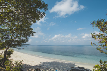 Tropical Tree, Clear Sea Water and Tropical Beach Landscape