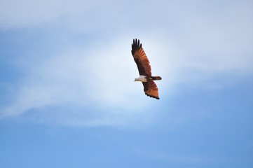 Freedom