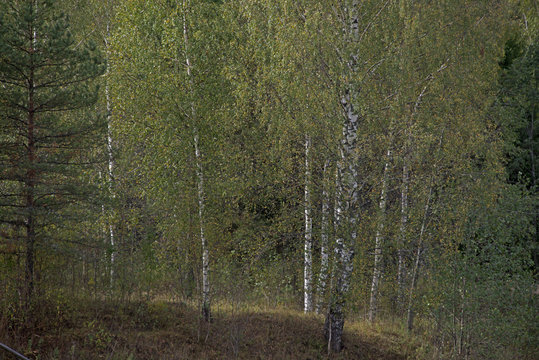 the natural background - Russian rural landscape, birches