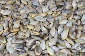Clams,Surf clam, Short necked clam, Carpet clam, Venus shell, Baby clam,Thai clams  for background