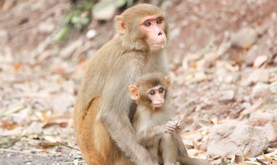 Fototapeta premium Mother Monkey with Baby