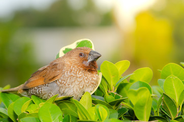 A lot of small funny birds sparrows Cute bird and spring nature, Green nature background,select focus.