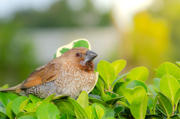 A lot of small funny birds sparrows Cute bird and spring nature, Green nature background,select focus.