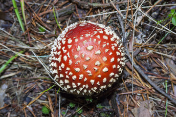 Mushroom Boletus on in the nature. Autumn Cep Mushrooms. Mushroom Amanita mushroom in its habitat. Mushroom Boletus edulis on natural background, close up. Delicius Cook. Gourmet food