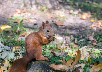 Naklejka na ściany i meble nature in autumn. red squirrel sitting in autumnal park with nut in paws