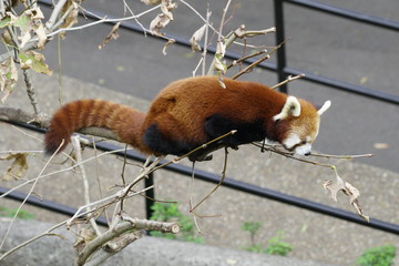 A Red Panda