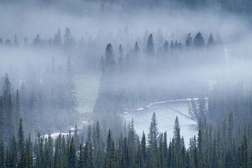 Een mistige ochtend in de bossen van de Rocky Mountains van Alberta, Canada