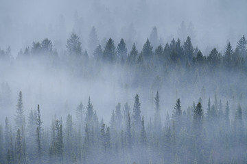 Ein nebliger Morgen in den Wäldern der Rocky Mountains von Alberta, Kanada