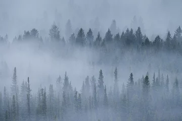 Photo sur Plexiglas Forêt dans le brouillard Un matin brumeux les forêts des montagnes Rocheuses de l& 39 Alberta, Canada