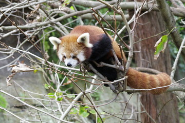 A Red Panda