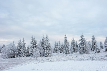 Fototapeta na wymiar Winter pine trees, Christmas concept