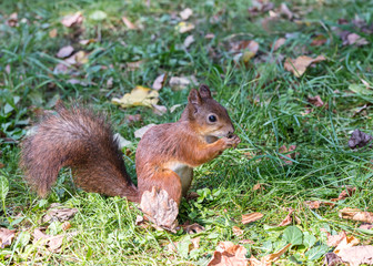 Naklejka na ściany i meble young red squirrel sitting on ground with fallen leaves and eating nut