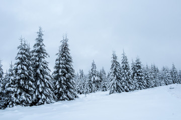 Christmas background, snow covered forest in winter