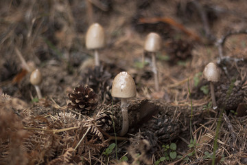 Mushroom Boletus on in the nature. Autumn Cep Mushrooms. Mushroom Amanita mushroom in its habitat. Mushroom Boletus edulis on natural background, close up. Delicius Cook. Gourmet food