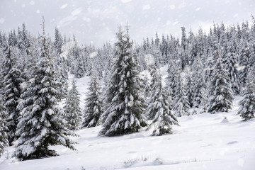 Fototapeta na wymiar Snow fall in winter forest