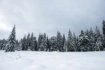 Fototapeta na wymiar Christmas background, snow covered forest in winter