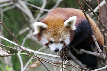 A Red Panda