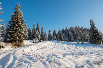Christmas background, snow covered forest in winter