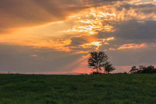 Meadow With Tree Silhouette With Gold Sunset Sky