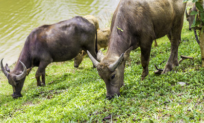 Buffalo walk eating grass in field. Buffalo portrait. Asian buffalo in farm in thailand .Close up