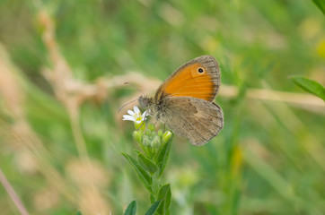Meadow brown (Maniola jurtina) butterfly sitting on Wild Stellaria media weed plant in flowering time and sucking nectar