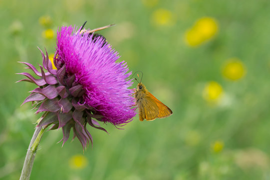 Fototapeta Skipper (Hesperiidae) butterfly sucking nectar out of big thistle flower