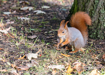 Naklejka na ściany i meble little red squirrel sitting near tree trunk in autumnal park and searches for food