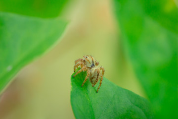 Macro photography,jumping spider on green leaves