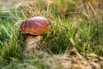 Mushroom Boletus on in the nature. Autumn Cep Mushrooms. Mushroom Amanita mushroom in its habitat. Mushroom Boletus edulis on natural background, close up. Delicius Cook. Gourmet food