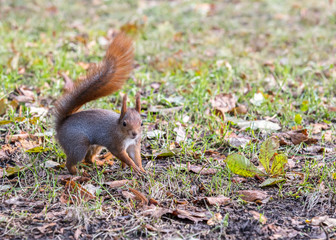 red squirrel searching for food in autumnal park