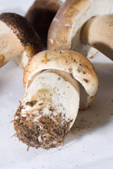 Mushroom Boletus on in the nature. Autumn Cep Mushrooms. Mushroom Amanita mushroom in its habitat. Mushroom Boletus edulis on natural background, close up. Delicius Cook. Gourmet food