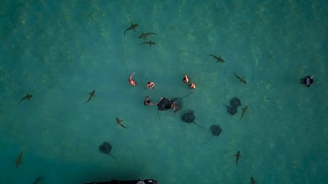 Aerial view of people swimming with sharks and rays.