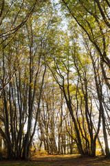 Obraz premium Beech trees in Canfaito forest (Marche, Italy) at sunset with warm colors
