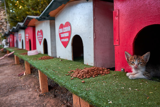 street cats in Turkish city