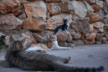 street cats in Turkish city