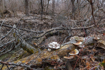 Tinder mushrooms on the fallen tree trunk in the dark leafless forest in the snowless wintertime