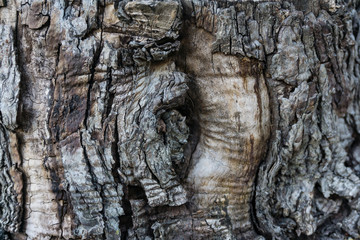 closeup of old weathered tree stump