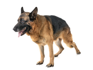 german shepherd in studio