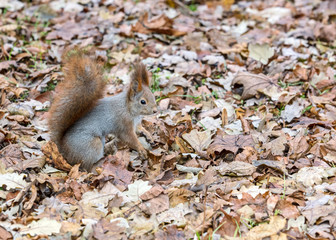 fluffy red squirrel sitting on the ground covered with fallen dry leaves in park